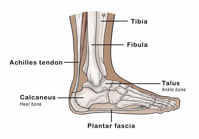 A medical illustration showing the different parts of the foot anatomy