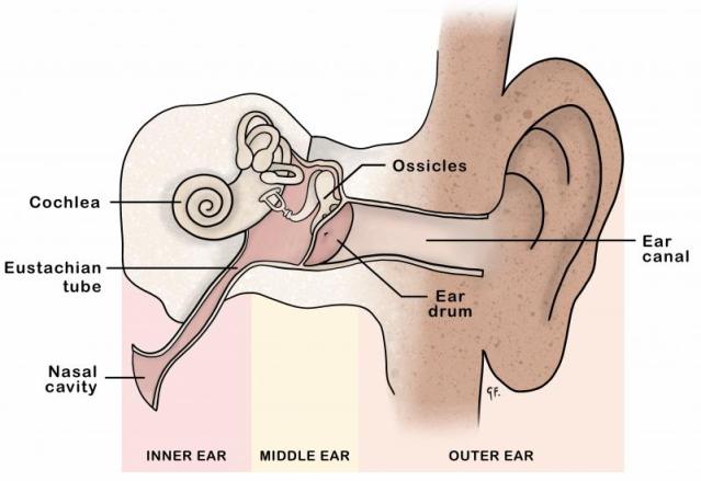 Diagram of the inside of the ear