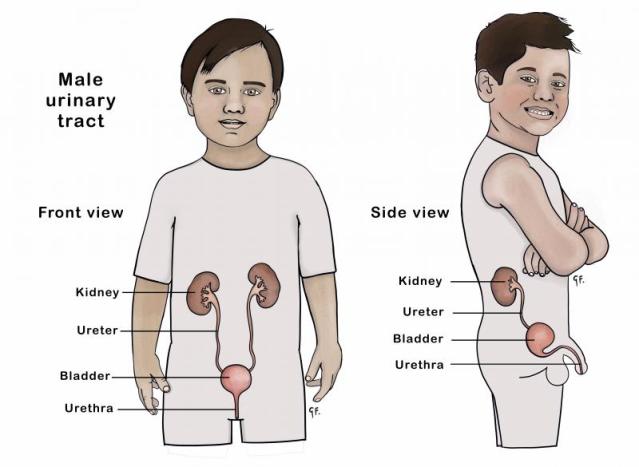 Front and side view of the male urinary tract