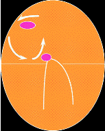 Diagram showing atrial Flutter