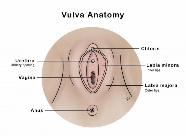 child vagina Vulval Conditions In Children | KidsHealth New Zealand's Trusted Voice On  Children's Health