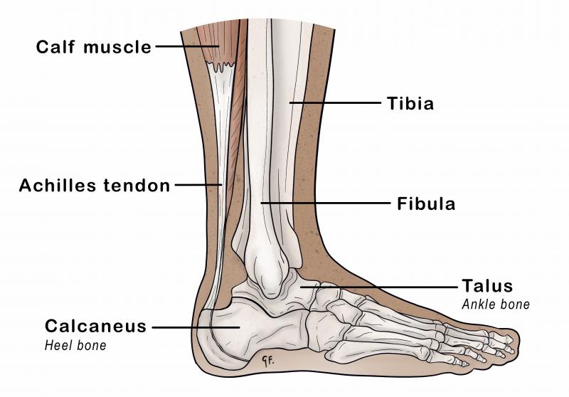 Illustration showing anatomy of the lower leg and ankle 