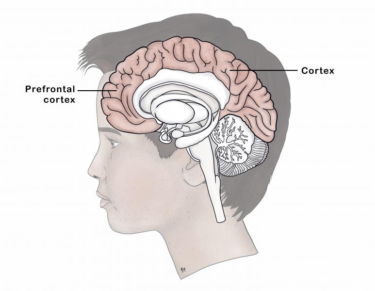 adolescent brain anatomy showing the prefrontal cortex and the cortex