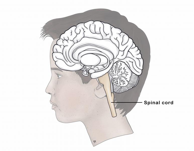 adolescent brain anatomy showing the spinal cord