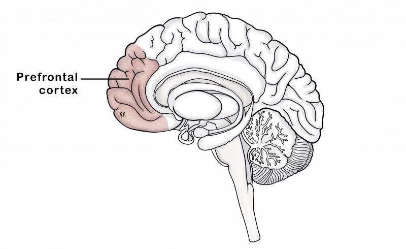 adolescent brain anatomy showing prefrontal cortex 