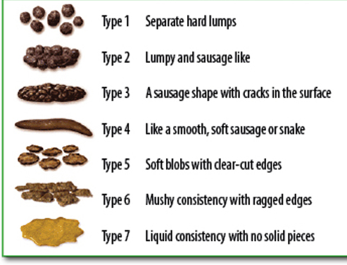 1 Year Old Poop Chart