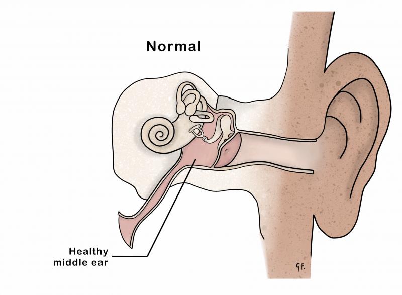 Illustration showing inner ear anatomy with no infection