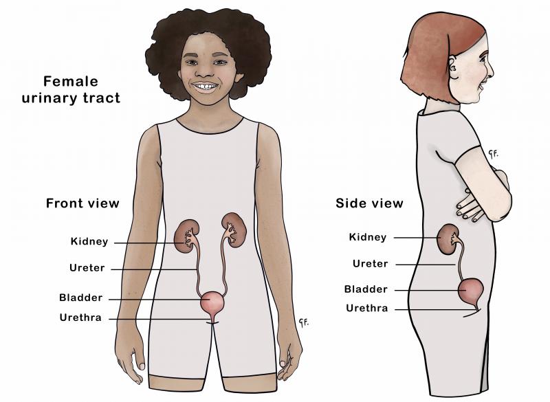 Diagram showing front and side view of the urinary tract