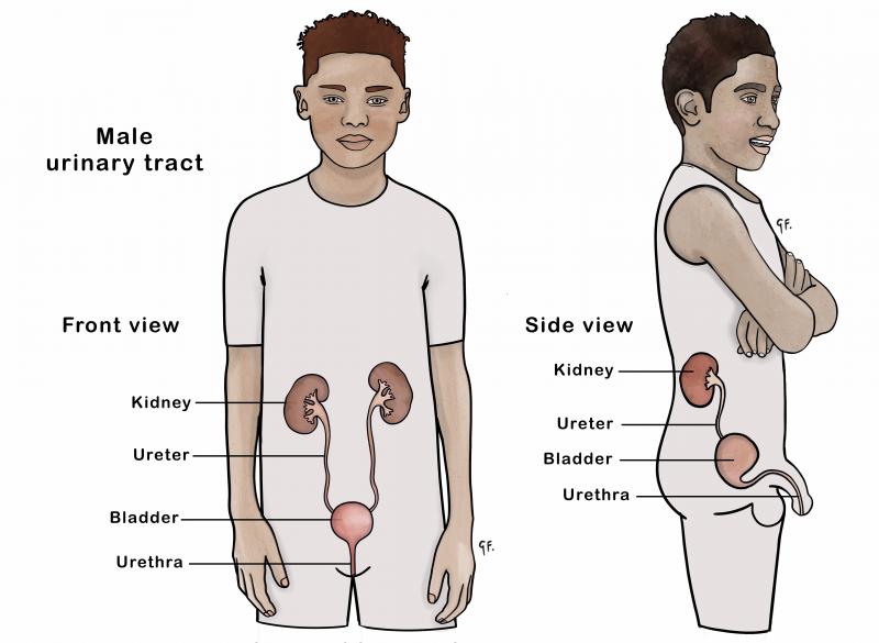 Diagram showing front and side view of the male urinary tract