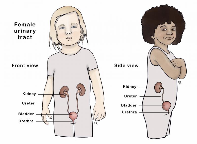 Diagram showing front and side view of the female urinary tract