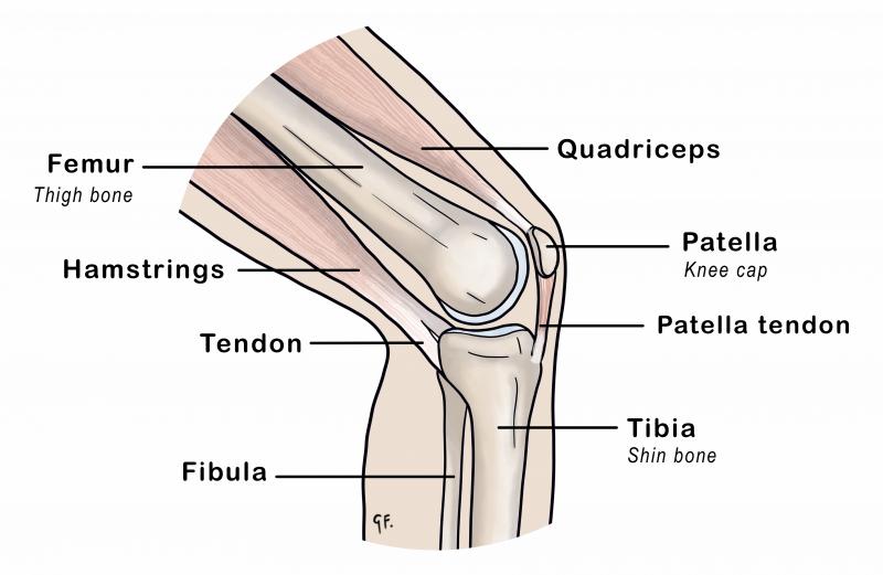 Illustration showing normal anatomy of the knee joint