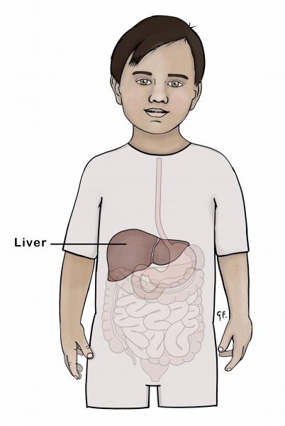 Illustration showing location of liver 