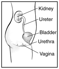 urinary tract female infection uti side male diagram reflux kidshealth nz