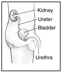 Diagram showing side view of the male urinary tract