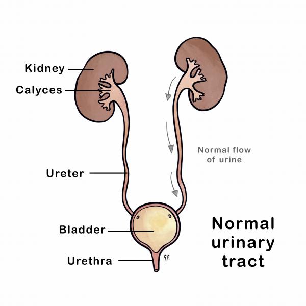 Normal genitourinary system 