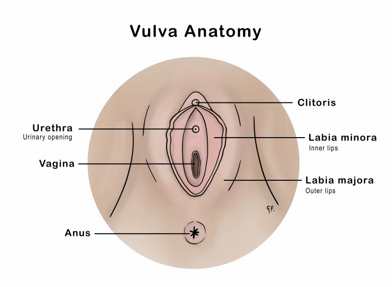 Medical illustration of vulva and vagina anatomy 